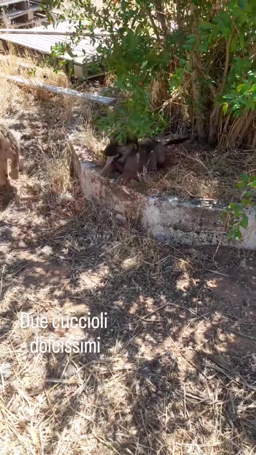 Meticcio cani in regalo: Locky ed Elvis dolcissimi cuccioli in adozione - Video 1