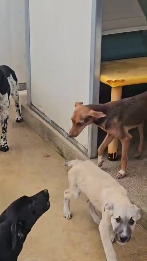 Bracco cani in regalo: Michele: adozione del cuore - Video 2