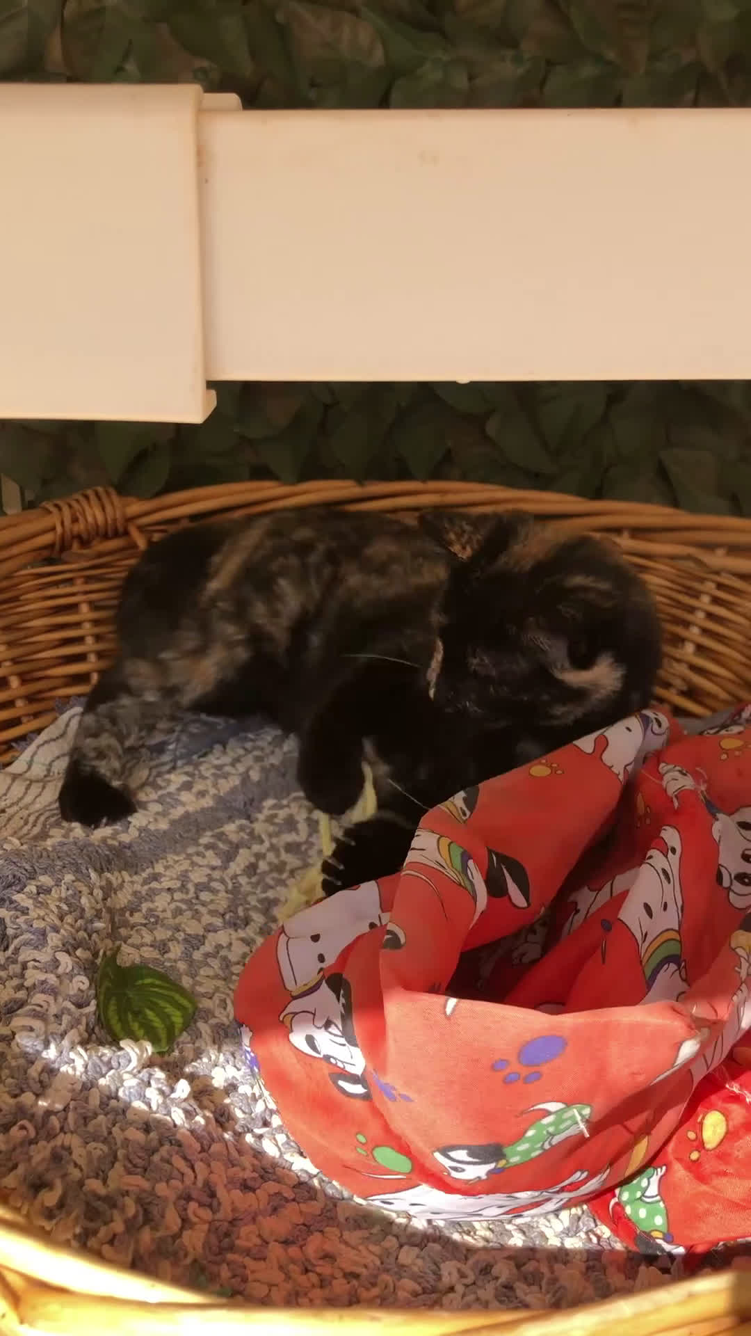 Europeo gatti in regalo: Gatta sterilizzata  - Video 1