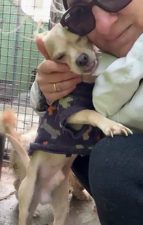 Chihuahua cani in regalo: CHIHUAHUA mix - Video 1