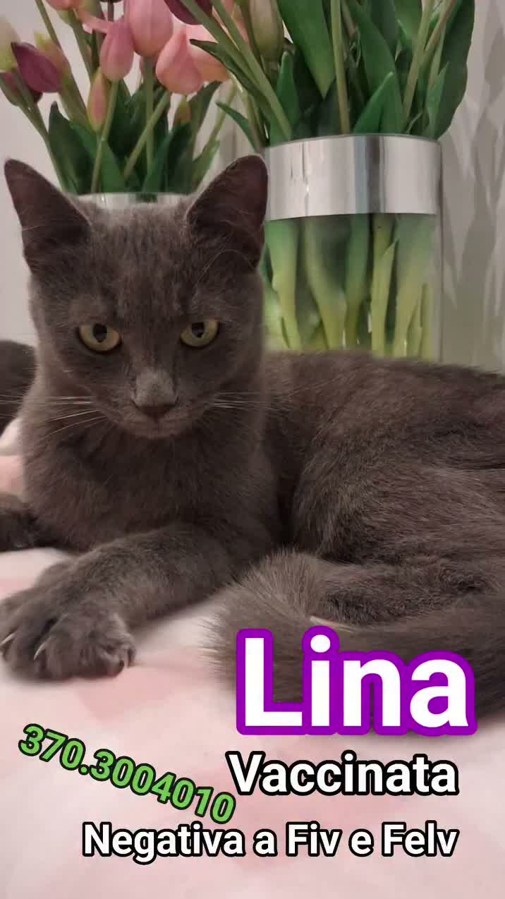 Certosino gatti in regalo: LINA GATTINA SIMILCERTOSINA   - Video 1