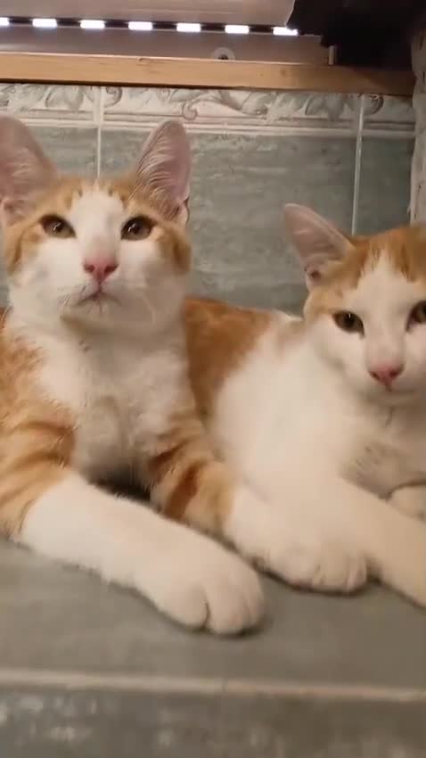 Europeo gatti in regalo: MARCO E  AURELIO DOLCISSIMI GATTINI - Video 1