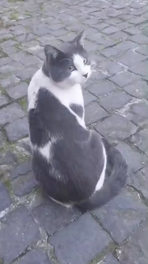 Europeo gatti in regalo: PIERRE - Video 1