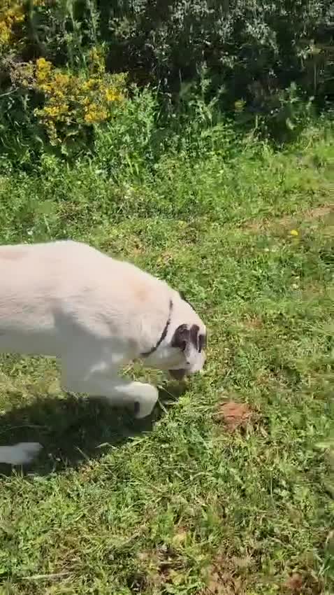 Meticcio cani in regalo: Martin e Karima - Video 1