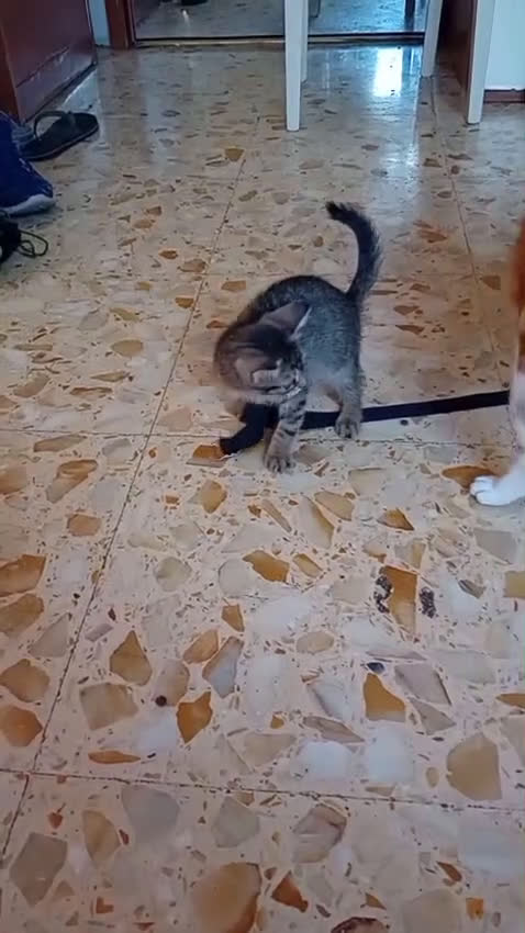 Meticcio gatti in regalo: IL TENERO NEMO - Video 1