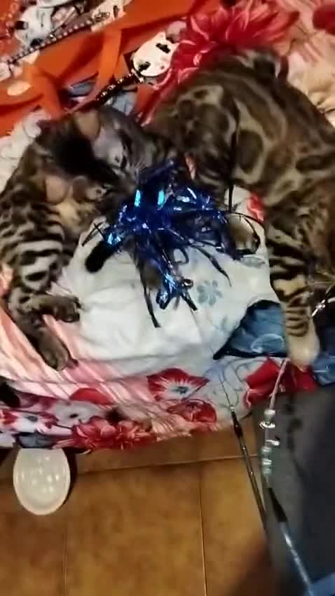 Bengala gatti in vendita: Bengala sconto 30% sul 2° cucciolo,con pedigree - Video 1