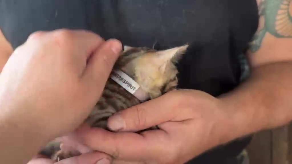 Bengala gatti in vendita: Bengal con difetto, in sconto  - Video 1