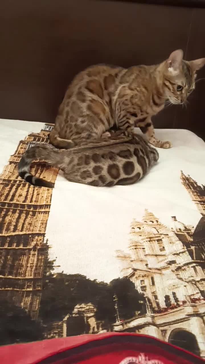 Bengala gatti in vendita: la meraviglia di Selected Breed 🥰 - Video 1