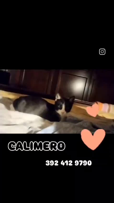 Europeo gatti in regalo: CALIMERO - Video 1