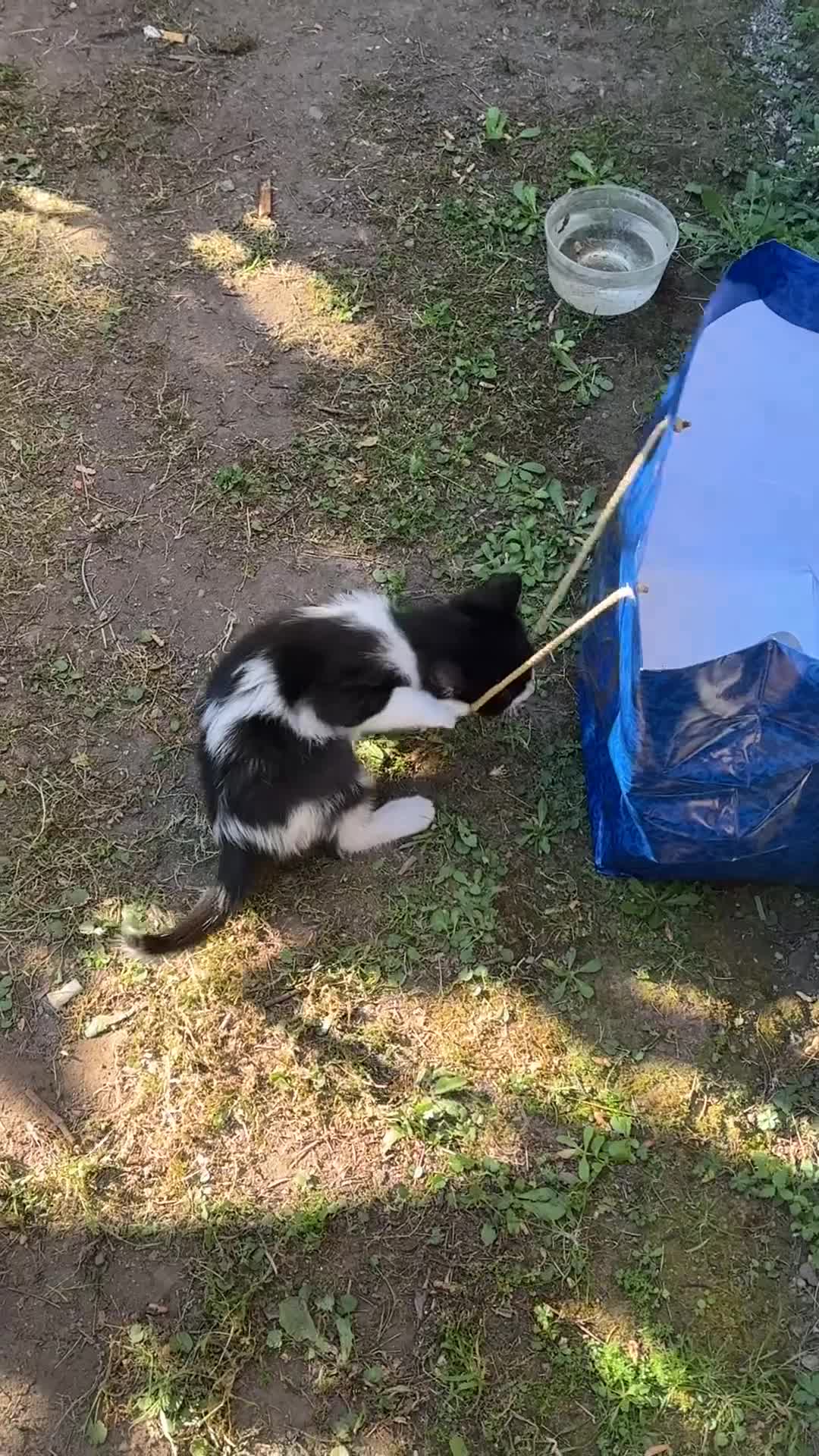Meticcio gatti in regalo: Cercasi casa per cuccioli  - Video 3