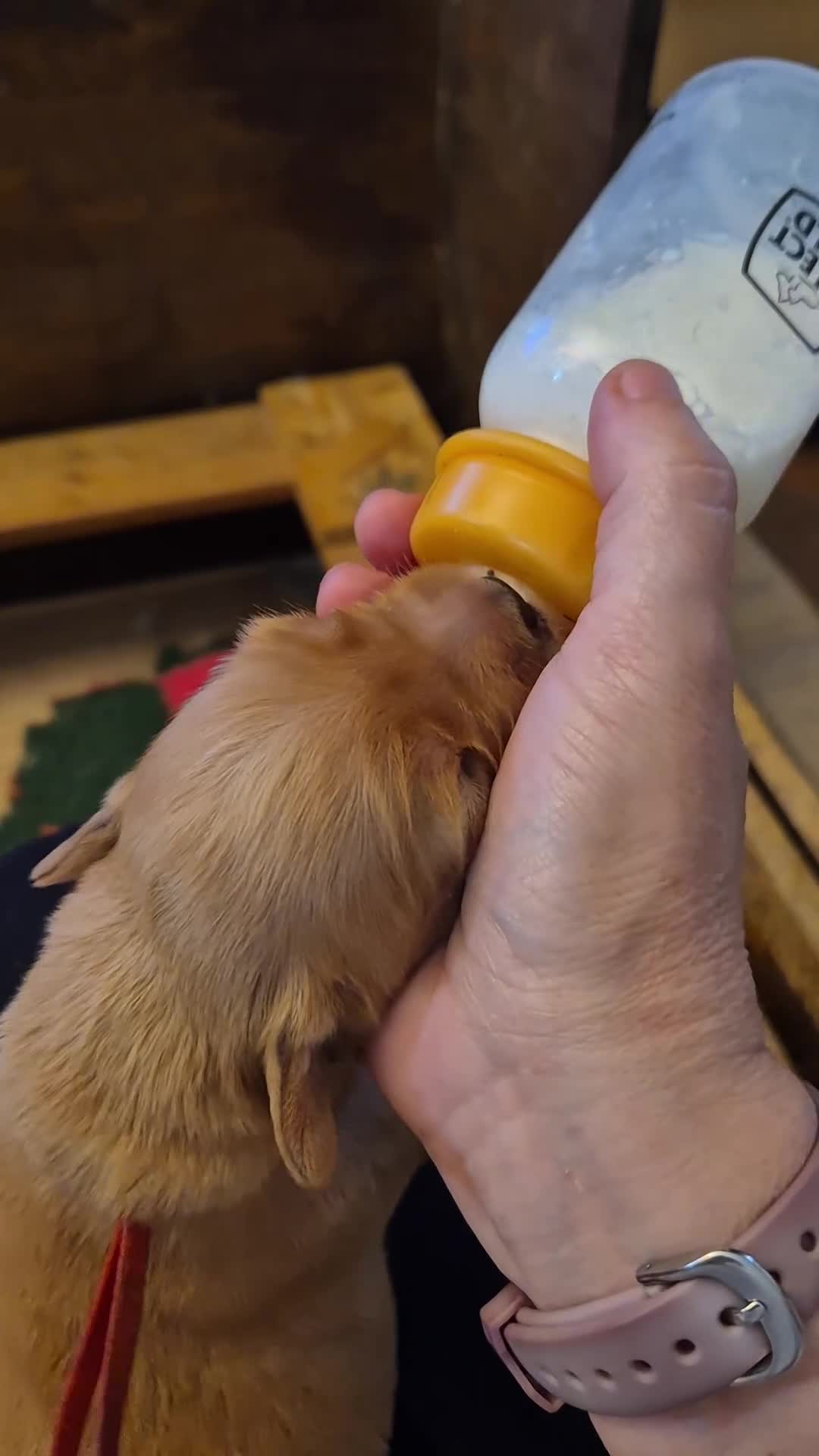 Golden Retriever cani in vendita: Allevamento sleepingbeauty golden - Video 2