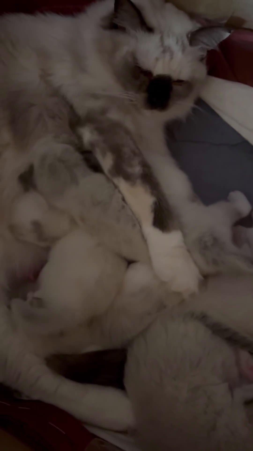 Ragdoll gatti in vendita: Splendidi gattini Ragdoll con pedigree  - Video 2