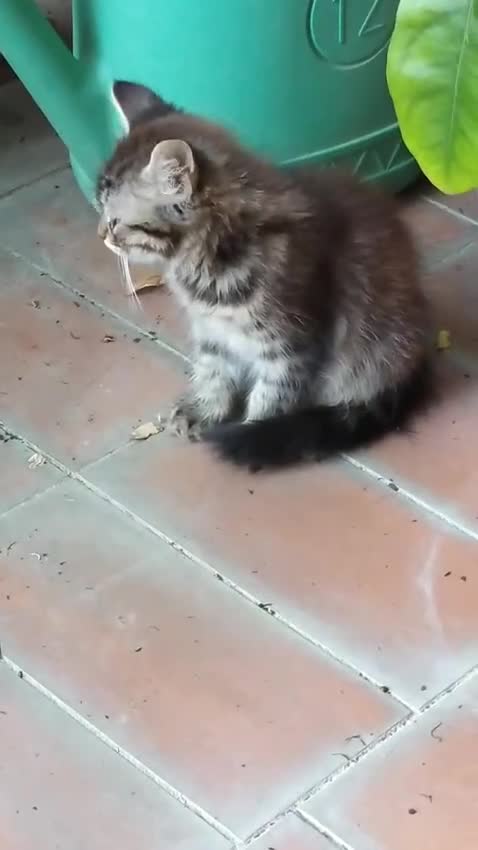 Europeo gatti in regalo: Simpatica gelsomina - Video 1