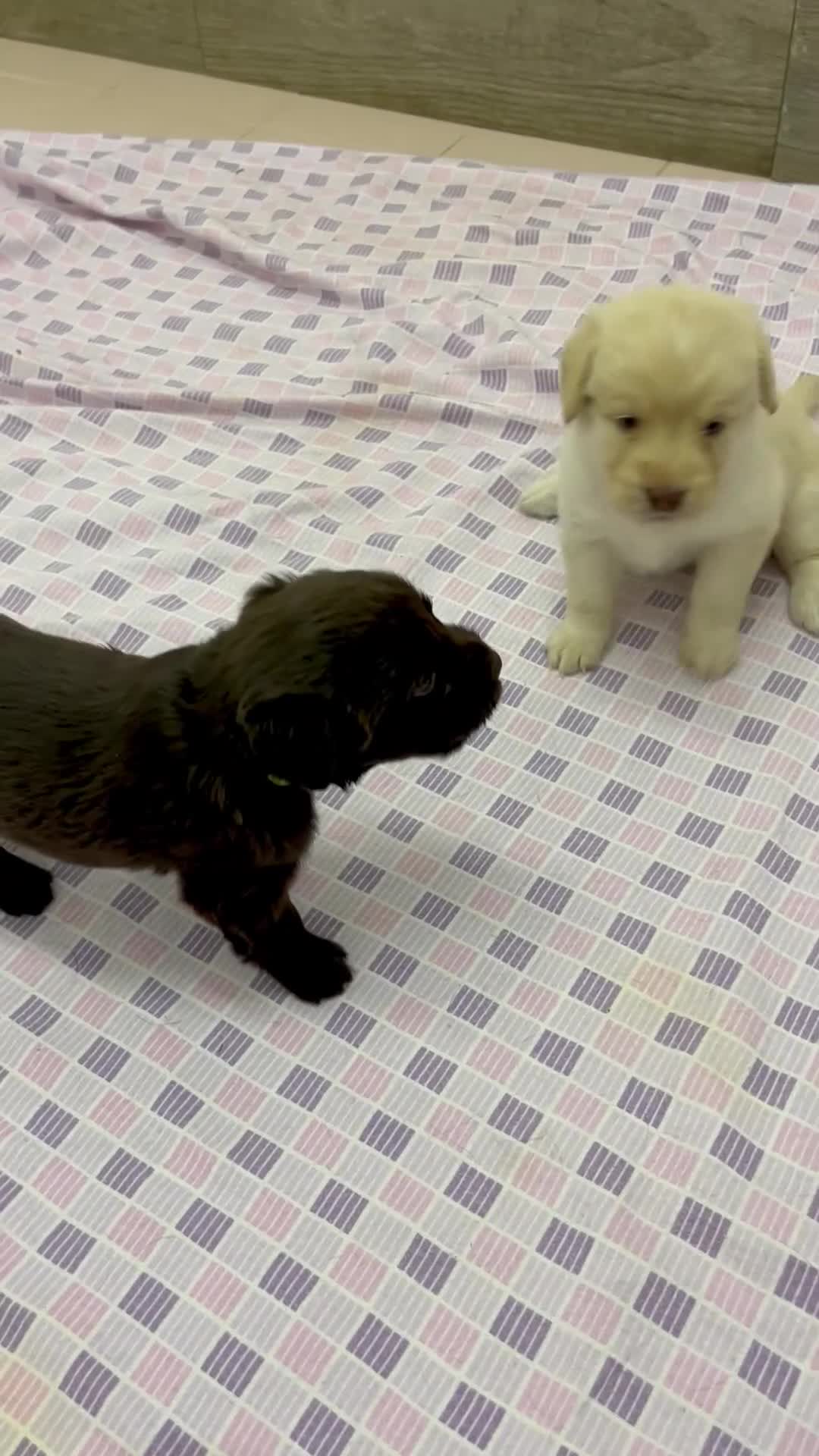 Meticcio cani in vendita: CUCCIOLI CERCANO FAMIGLIA - Video 3