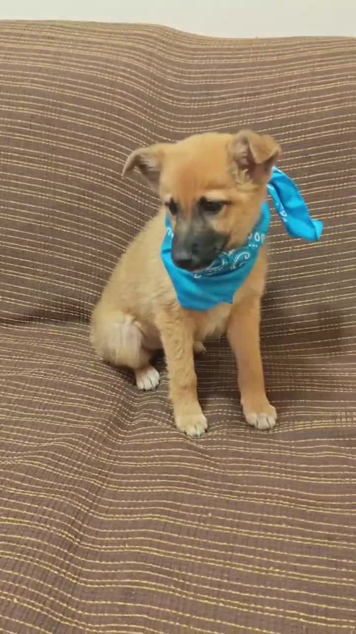 Meticcio cani in regalo: Tre cuccioli, incrocio malinois! (3 mesi)  - Video 1