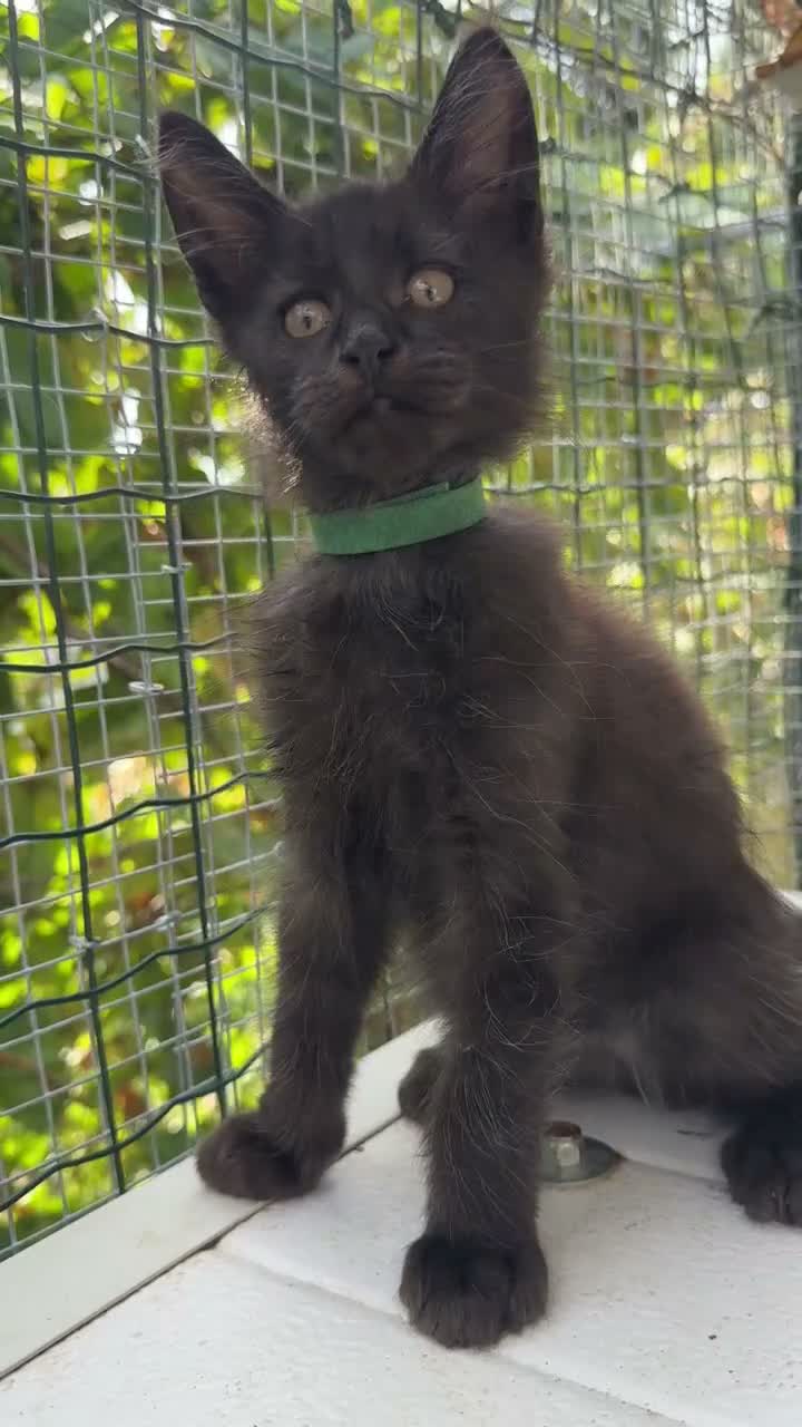 Maine Coon gatti in vendita: Cucciolo di maine coon manto nero (Daiquiri) - Video 2