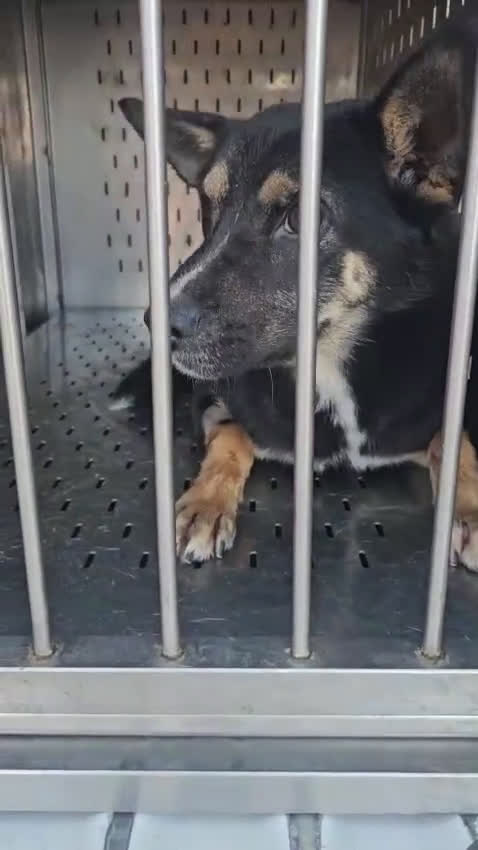 Meticcio cani in regalo: Nadir: lupetto taglia piccola socievole coccolone  - Video 1