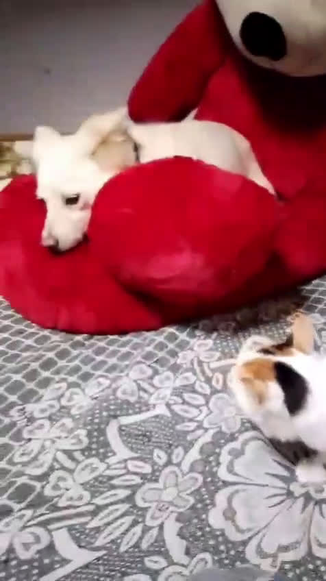 Meticcio cani in regalo: Pepper, una pelosetta dolcissima - Video 1