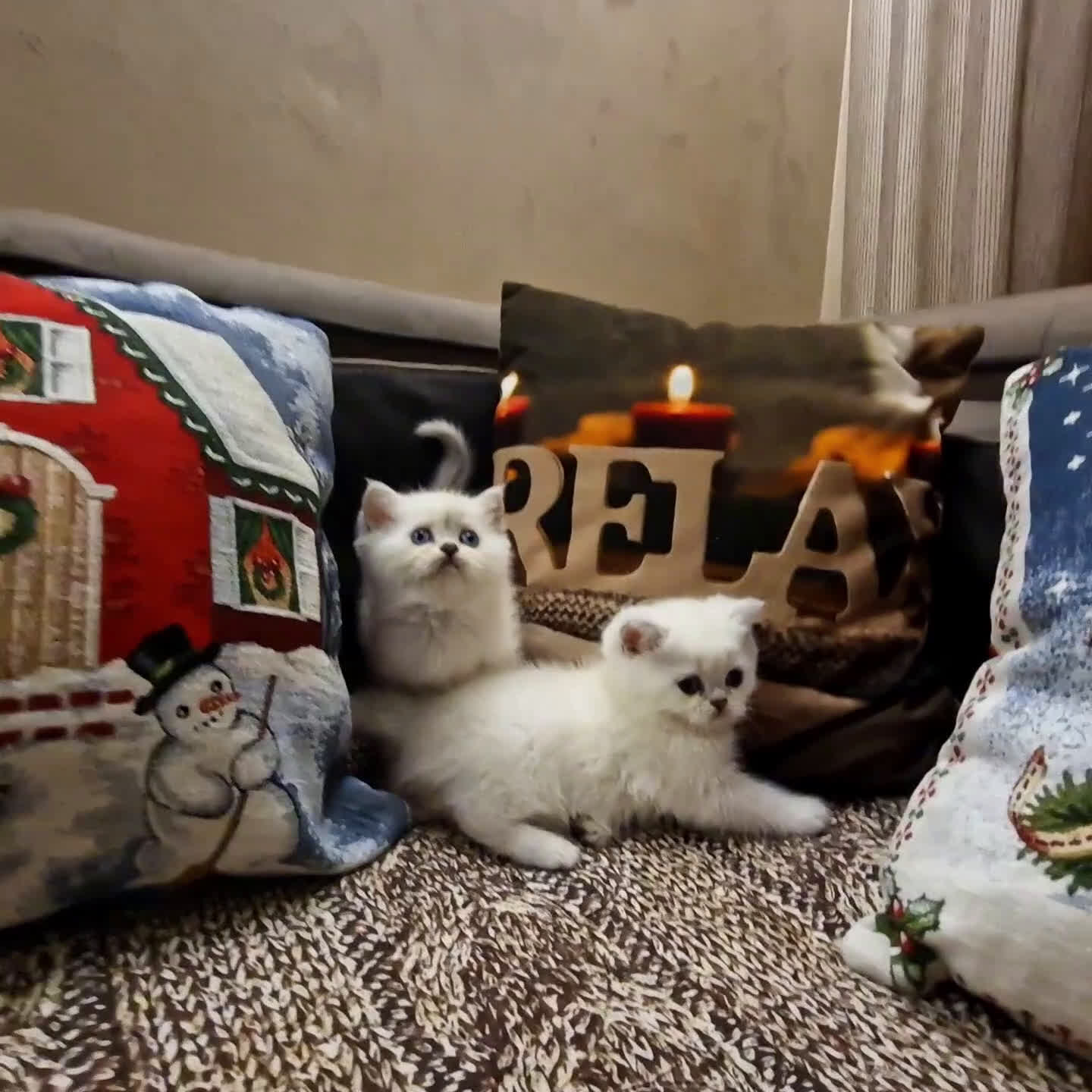 British gatti in vendita: British shorthair e longhair  a Provincia di Monza e della Brianza - Video 4