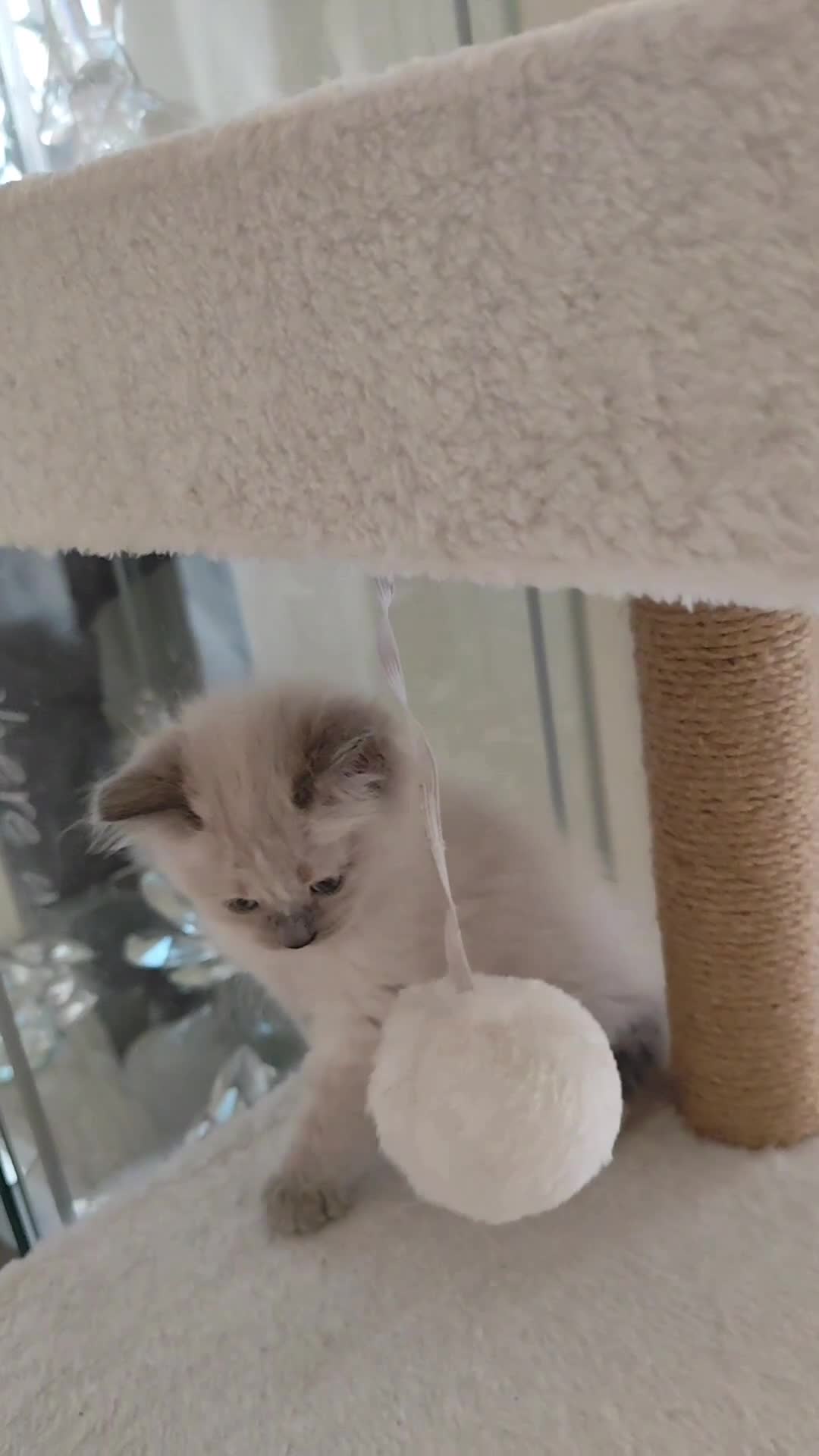 Ragdoll gatti in vendita: Maschietto Ragdoll  - Video 1