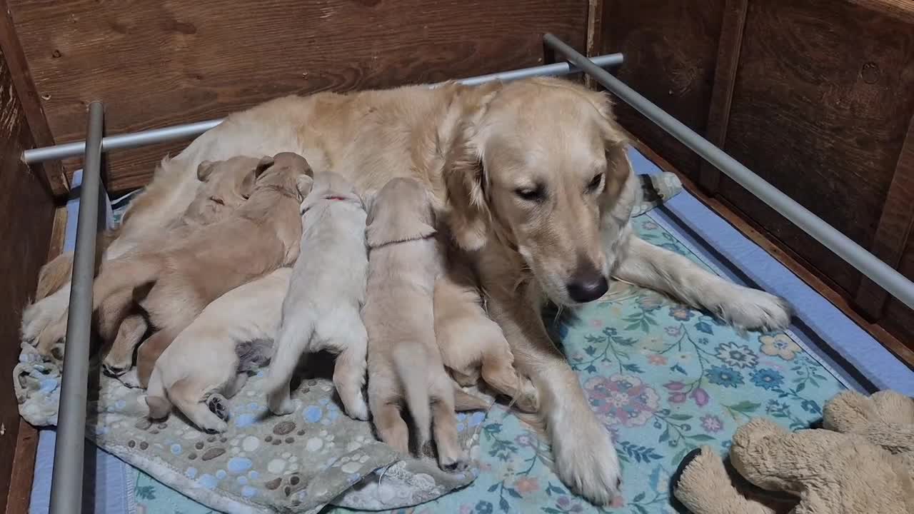 Golden Retriever cani in vendita: Cuccioli di Golden Retriever Roma - Video 3