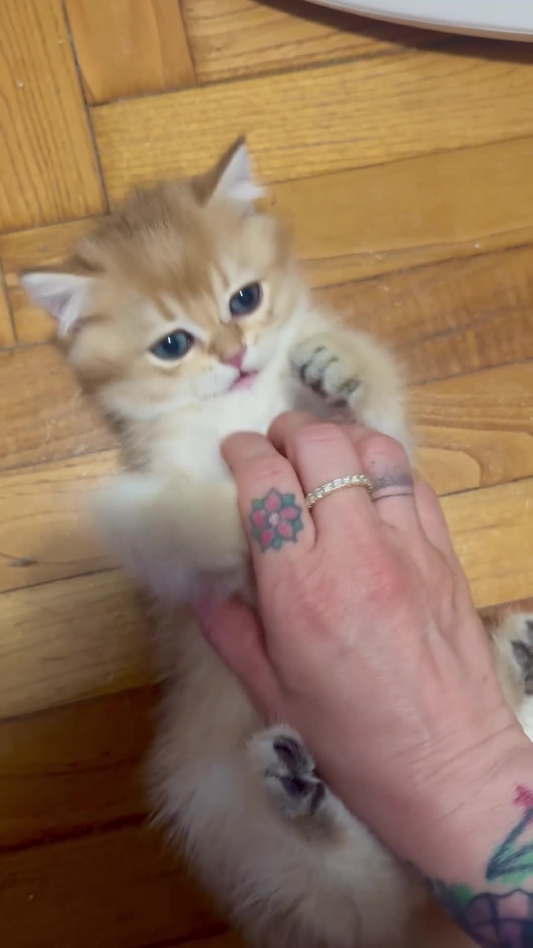 British gatti in vendita: British Golden  - Video 2
