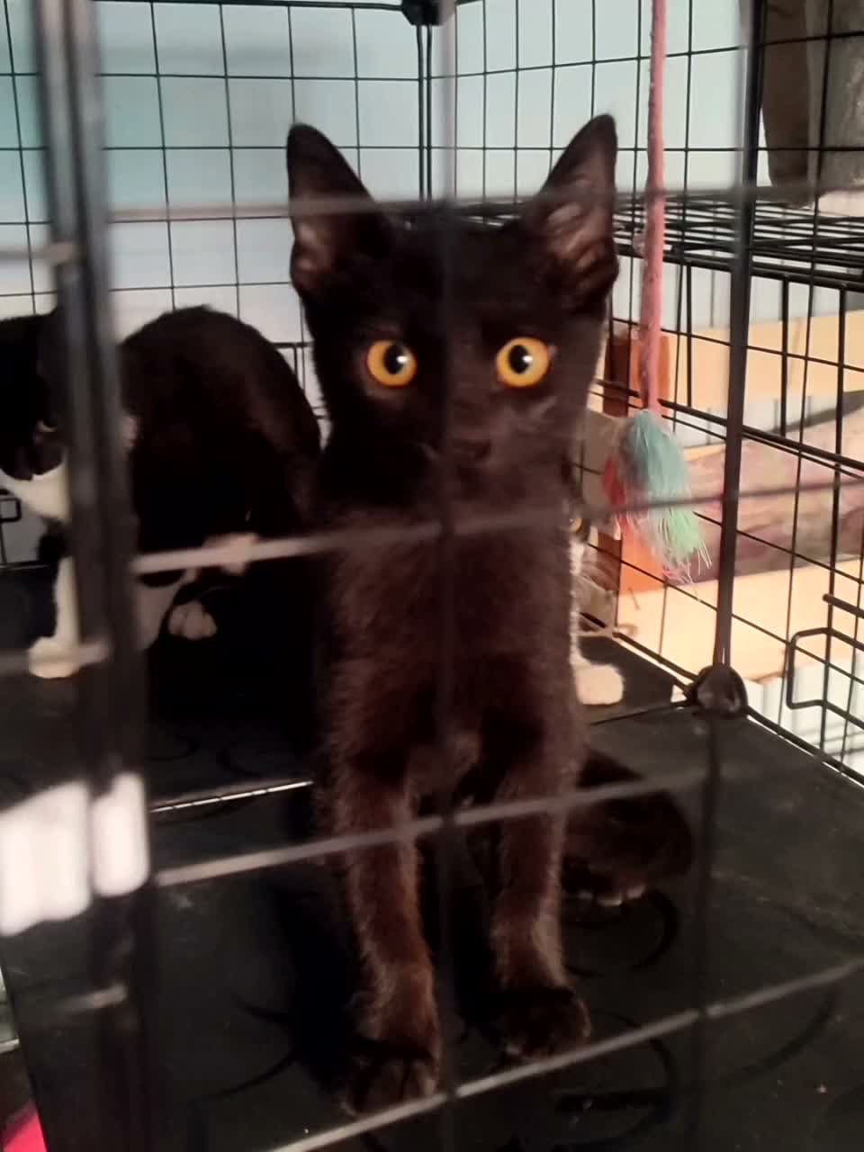 Meticcio gatti in regalo: Gattini affettuosissimi a Provincia di Modena - Video 1