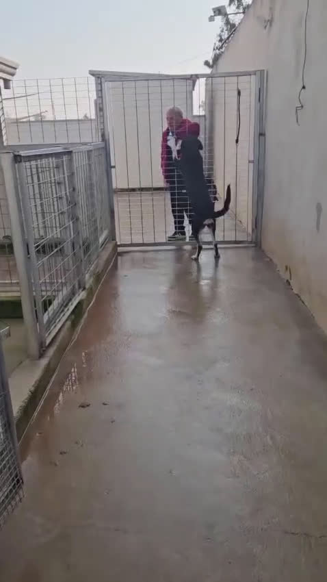Meticcio cani in regalo: Fabrizia: taglia grande, dolce ed equilibrata  - Video 1