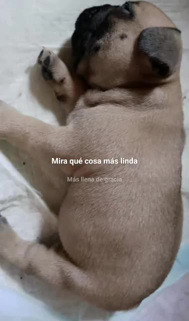 Bulldog Francese cani in vendita: Splendidi cuccioli bouldogue francese  - Video 1