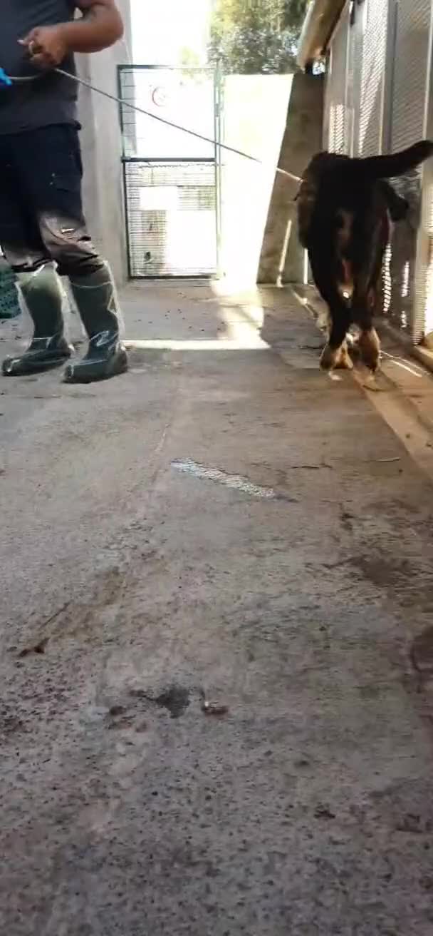 Cane di Mannara cani in regalo: Boris, cane di mannara in canile - Video 1