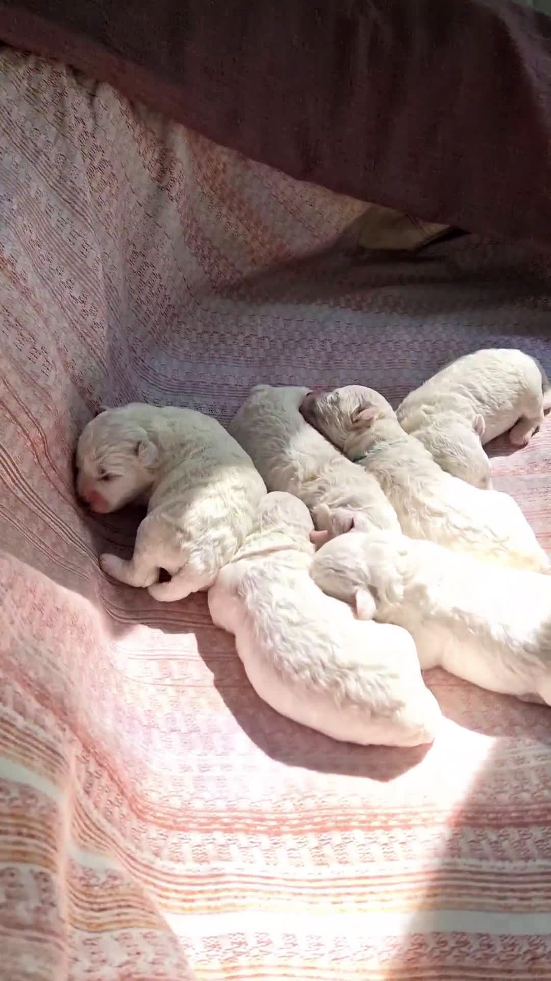 Bichon cani in vendita: Un Amore cresciuto con dedizione totale a Provincia del Sud Sardegna - Video 2