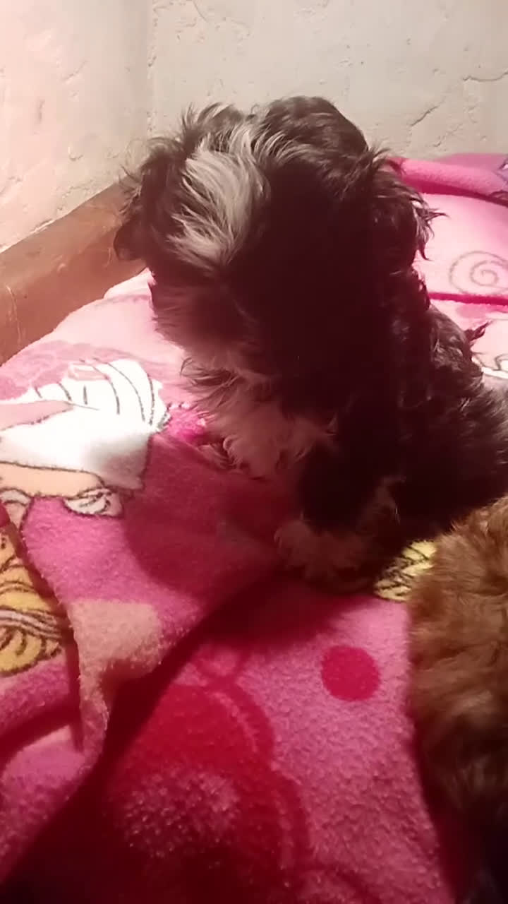 Shih Tzu cani in vendita: Splendidi cuccioli di Shitzu  - Video 2