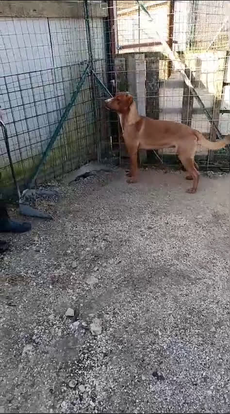 Meticcio cani in regalo: ADOTTA IL SIMPATICO CORFU' - Video 1