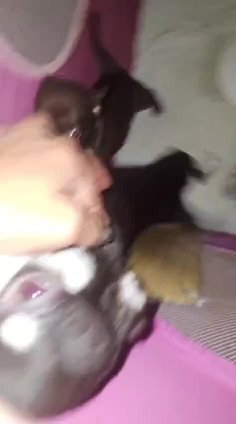 Chihuahua cani in vendita: Chihuahua  - Video 3