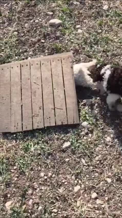 Lagotto cani in vendita: Cuccioli di lagotto - Video 1