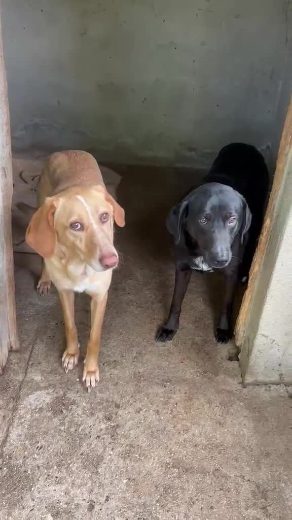 Meticcio cani in regalo: Roby meraviglioso giovanotto simil Labrador - Video 3