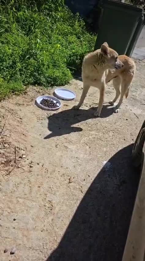 Meticcio cani in regalo: Sama, una meticcia simpatica ed equilibrata - Video 1