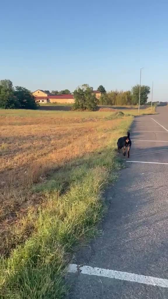 Rottweiler cani in vendita: Rottweiler Maschio Adulto con Pedigree a Provincia di Pavia - Video 1