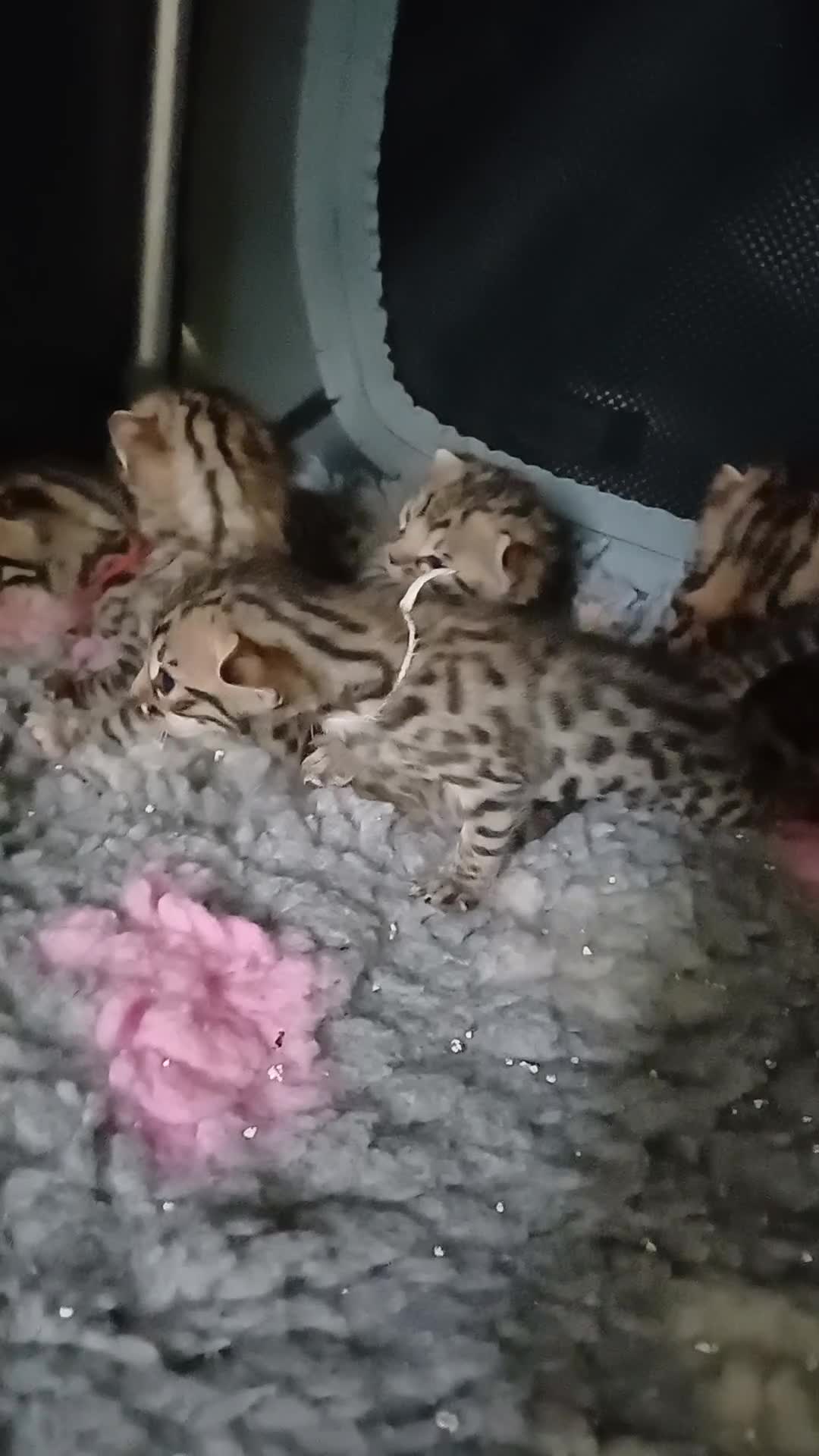 Bengala gatti in vendita: Gatto del Bengala - Video 1
