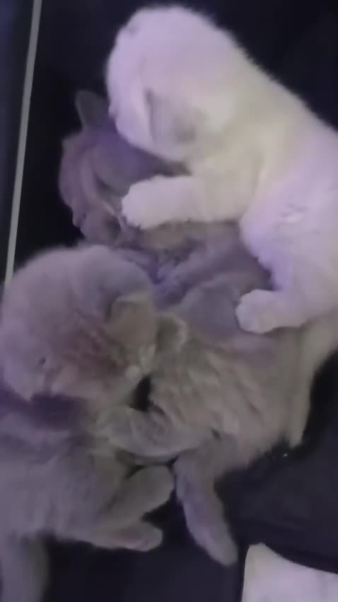 Scottish gatti in vendita: Schottish fold/straight a Città metropolitana di Roma Capitale - Video 1