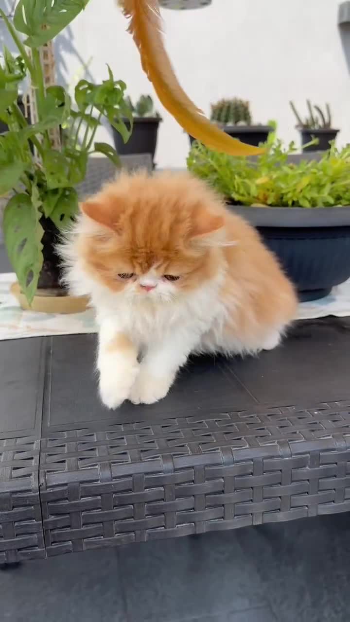 Persiano gatti in vendita: Nereide cucciolo persiano  a Libero consorzio comunale di Siracusa - Video 1