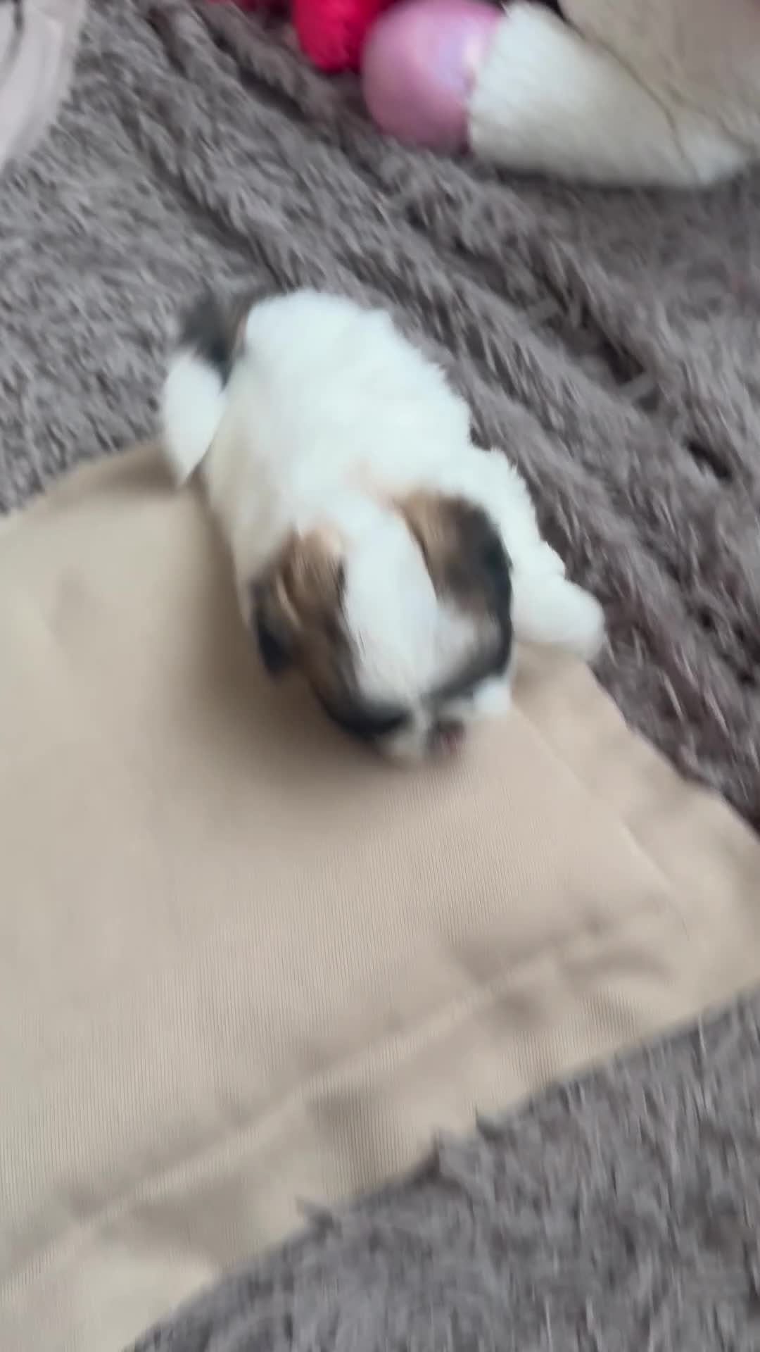 Shih Tzu cani in vendita: Schitzu il tuo batuffolo di gioia ti aspetta  - Video 2