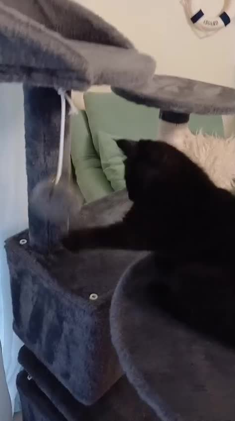 Scottish gatti in vendita: Scottish fold/straight  a Provincia di Padova - Video 3