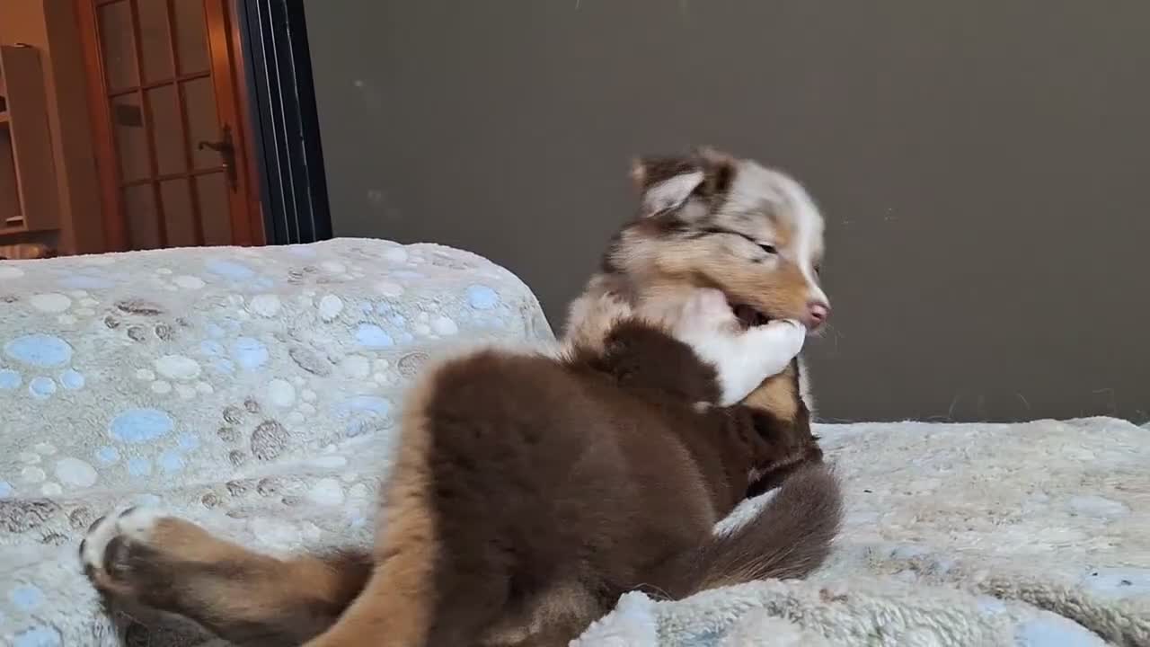 Australian Shepherd cani in vendita: cuccioli pastore australiano  - Video 3
