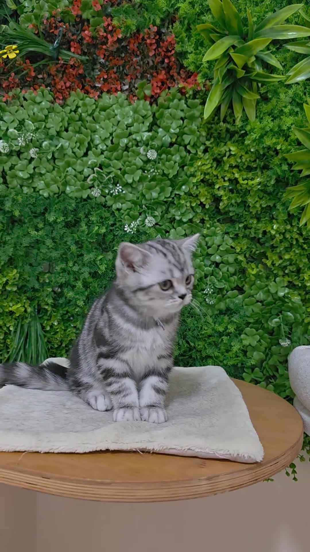 British gatti in vendita: British Shorthair con pedigree  - Video 5
