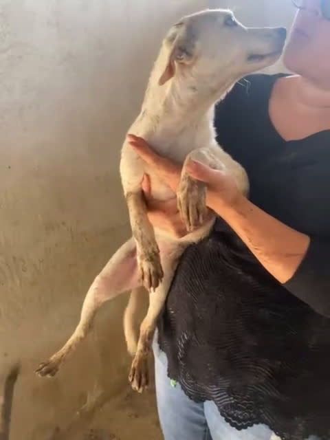 Meticcio cani in regalo: SYDNEY adorabile piccoletta - Video 1