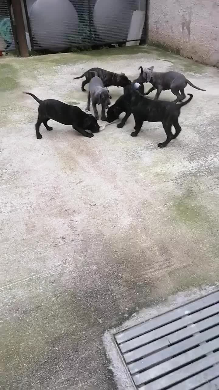 Cane Corso cani in vendita: Cucciole Cane Corso  - Video 1