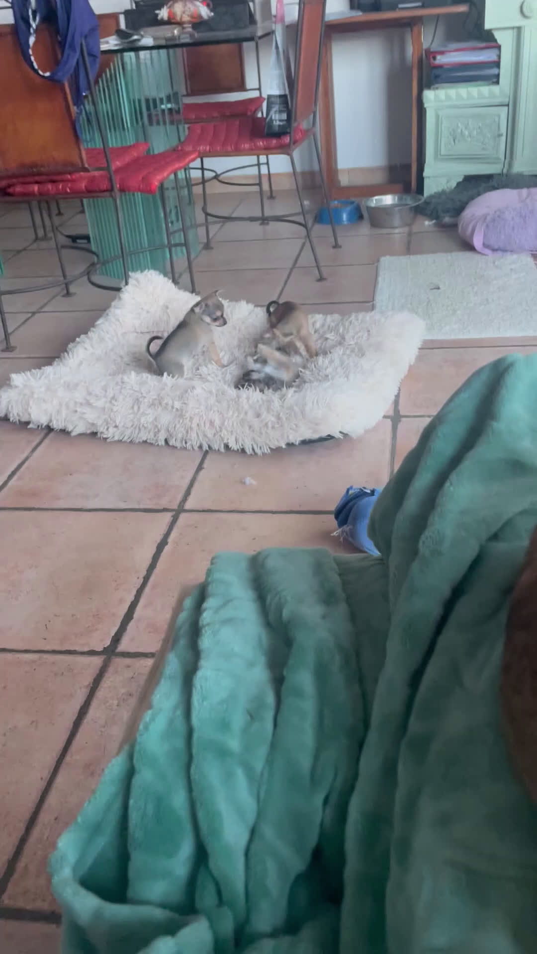Chihuahua cani in vendita: Tre Cuccioli femmine - Video 1