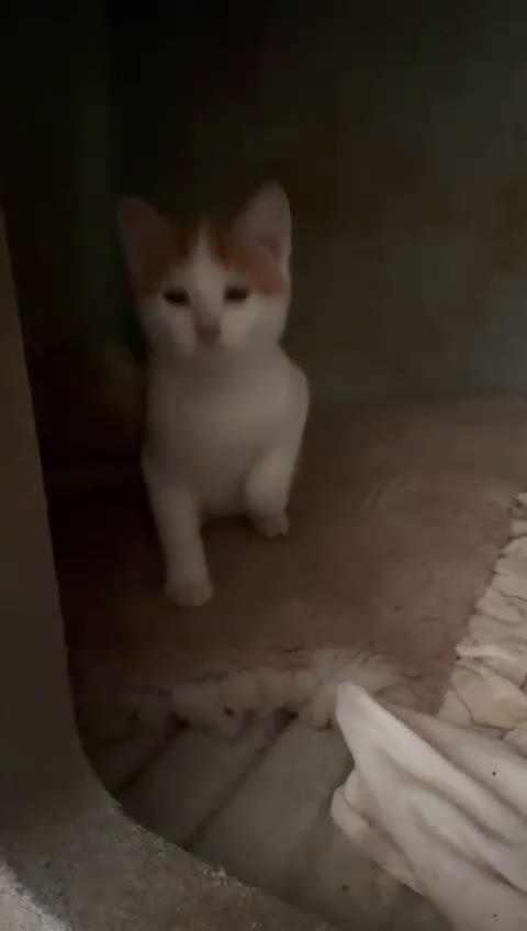 Meticcio gatti in regalo: IL DOLCISSIMO E BELLISSIMO POOH - Video 2