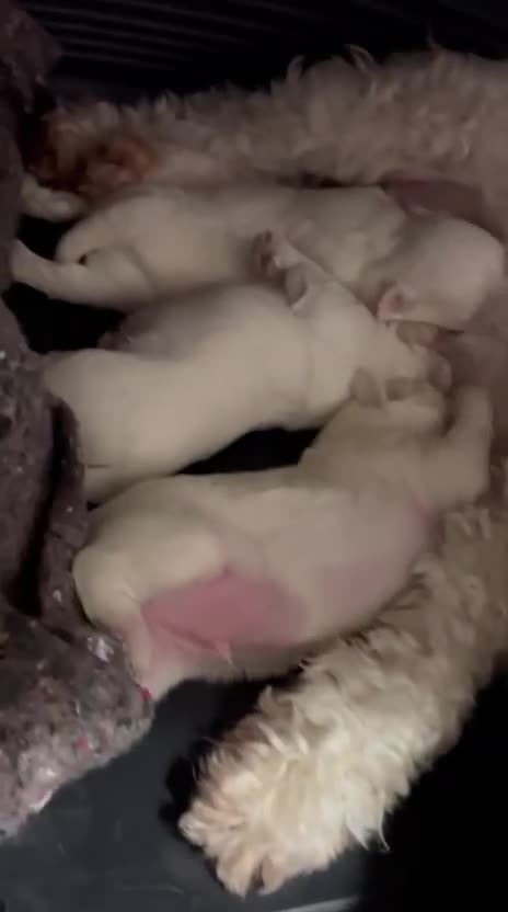 Maltese cani in vendita: Maltese Maschietto - Video 1